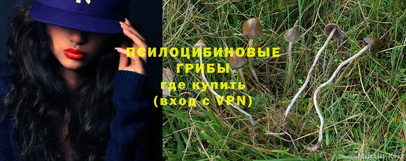 Галлюциногенные грибы Psilocybe  Мамадыш 